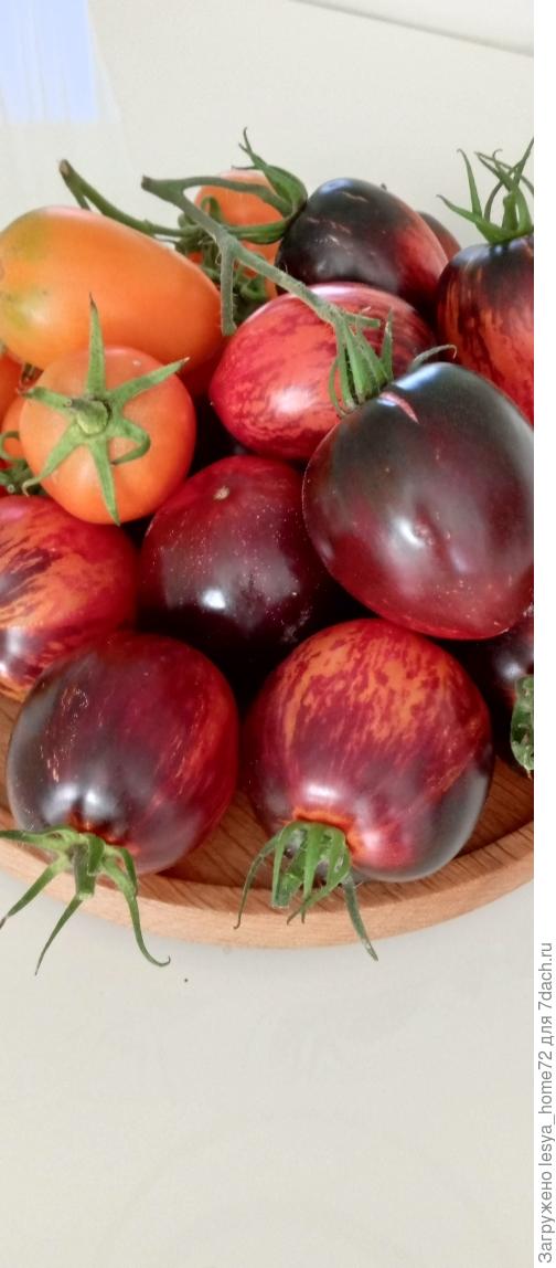 гаргамель и лисички. очень красивые томаты