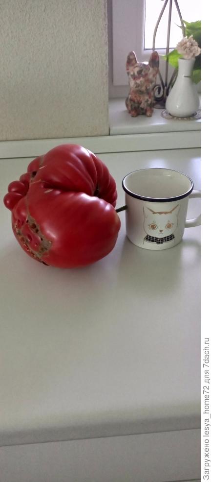 доминго, этот весил 1550гр