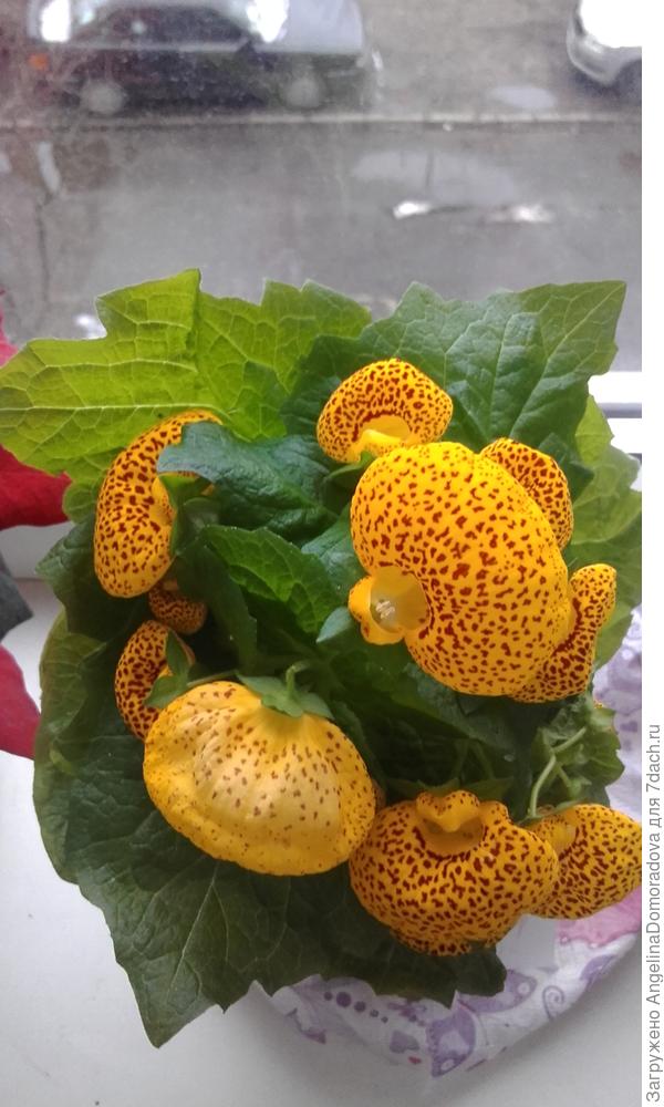 скажите пожалуйста! что это за цветок?