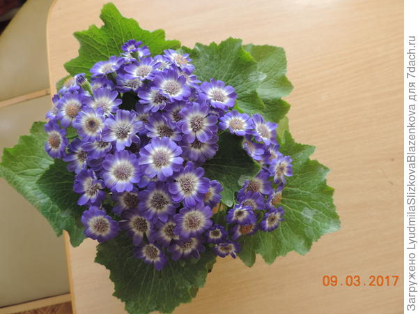 Подскажите, название цветка?