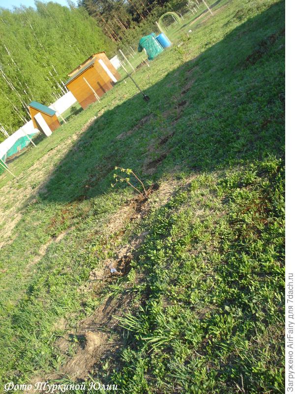 Смородина переживает апрельскую пересадку