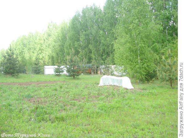 Вокруг все становится зеленее