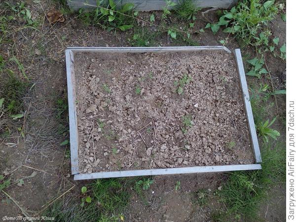 Конец июля. Посеянный уж я и не помню когда укроп
