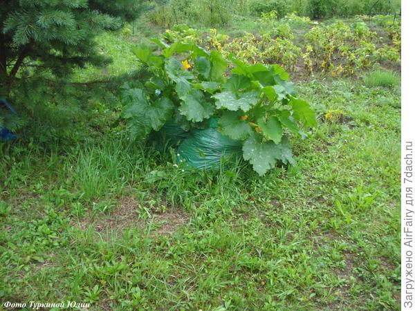 Середина августа. Кабачки в цвету.