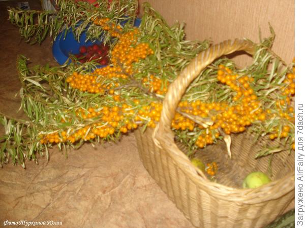 Вандалы отодрали макушку облепихи...до конца не получилось. Пришлось обрезать надломленный ствол полностью(