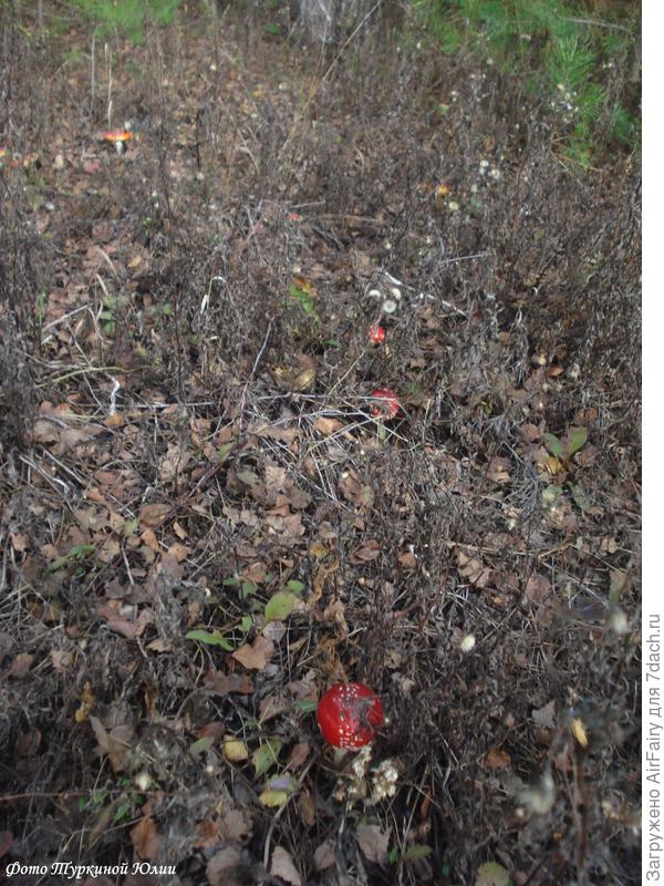 2018 год. Мухоморная полянка. Красные....