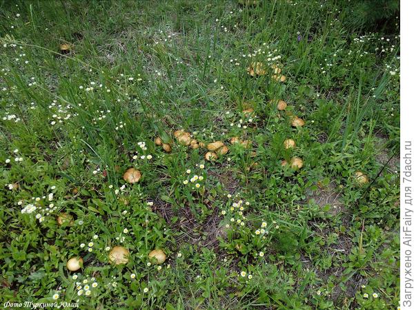 Кто "шагает" дружно в ряд, наш отряд опят!