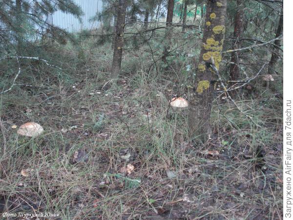Подберезовикам не везет с маскировкой....