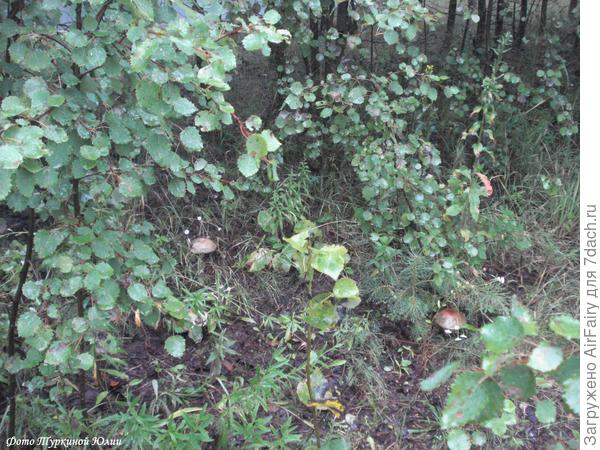 Прячемся, маскируемся....