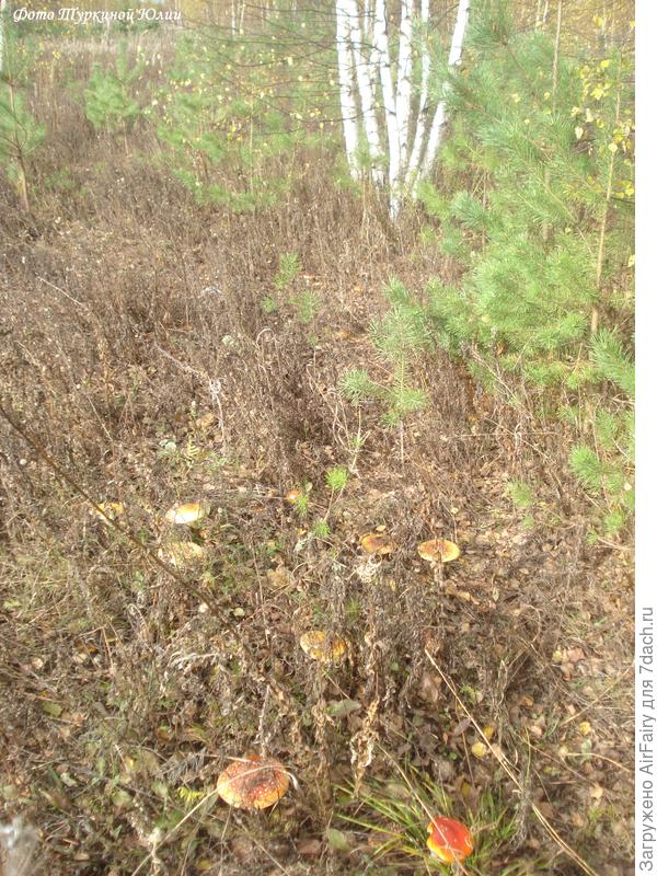 и желто-оранжевые)