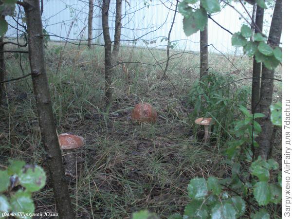 Устал вас ждать....