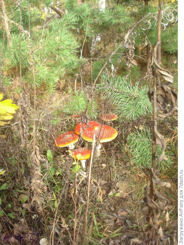 2018 год. Семейка мухоморчиков. Напротив нашей дачи  - поле, постепенно зарастающее молодняком сосен. Есть там одна дивная полянка....мухоморов там....