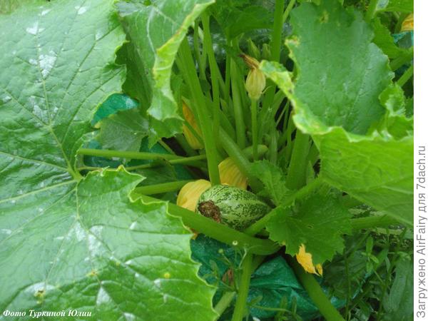 Начало августа, еще раскачиваются(