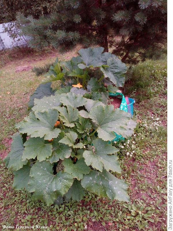 Притаился среди листиков)