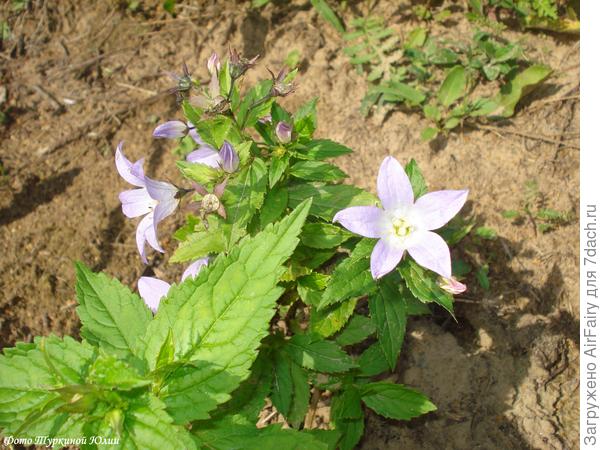 Колокольчик