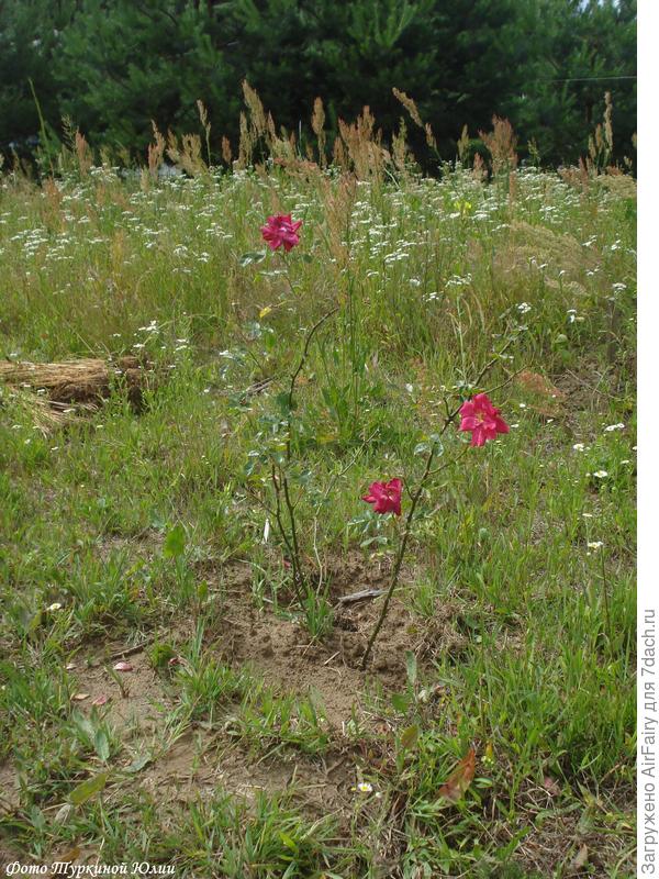 Расцвела самая первая)