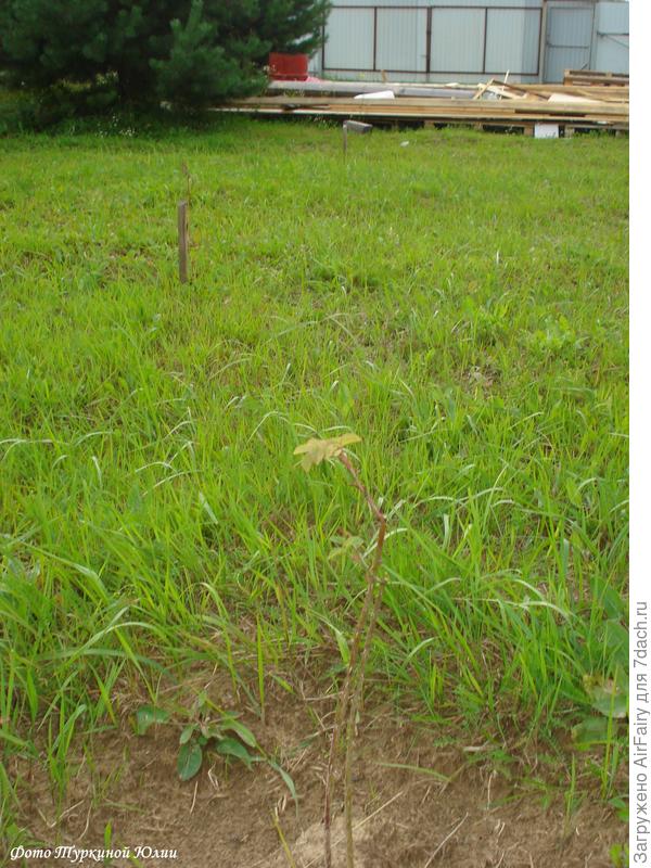 Поросль розовой кустовой розы) Ее судьба будет решаться в начале следующего сезона, уж больно проблемная..