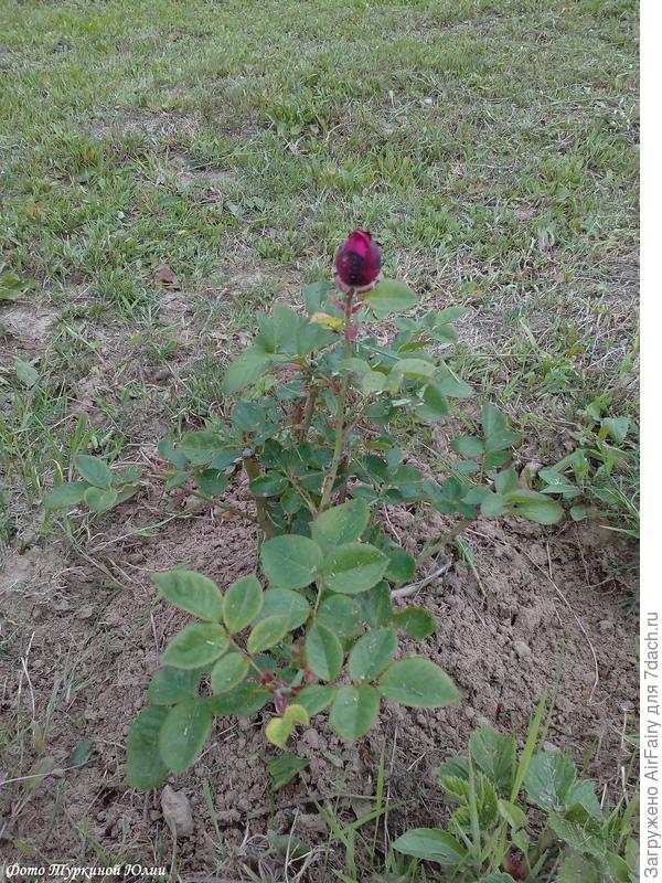 Набирает бутоны. 14.07.2019