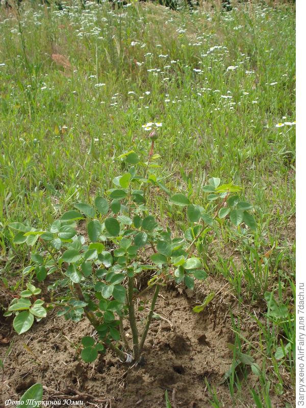 Саженцы конец июня. Прирост.