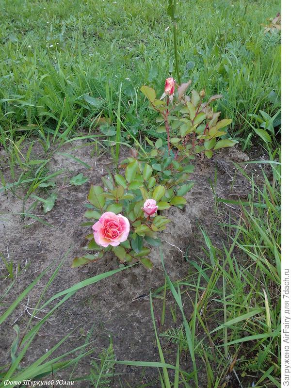 Первоцвет) 17.08.2019