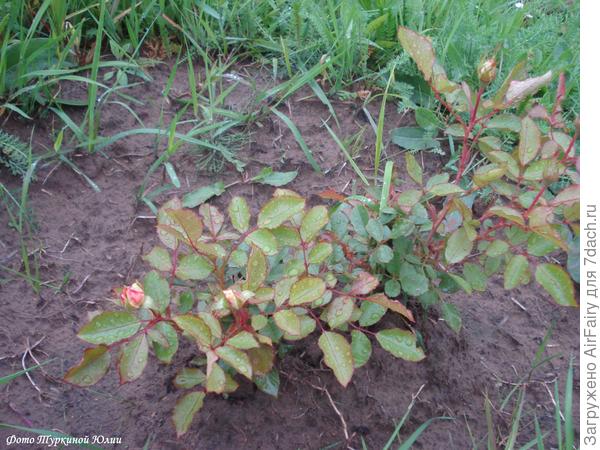 Только набирает бутончики) 10.08.2019