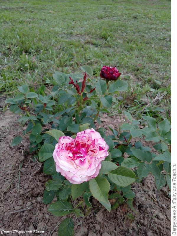 С бутонами, повторное цветение)