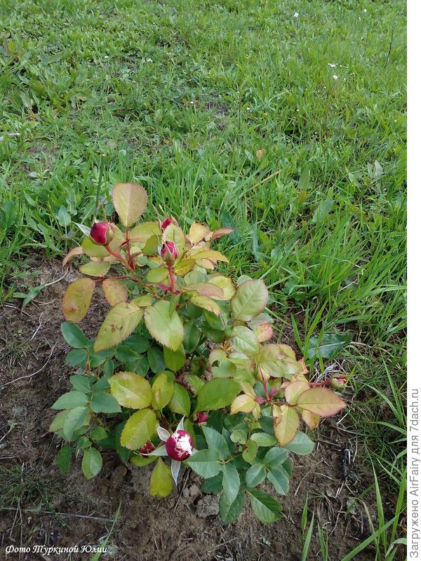 Прирост на 17 августа)