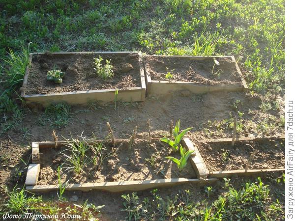 В открытый грунт пересадила в последних числах мая. Первый ряд, правая грядка (небольшая кучка). Я уж к ней и так, и сяк....Так и пихнула всей кучкой)