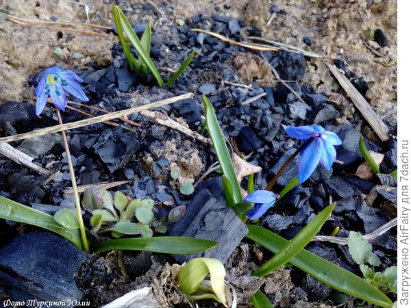 Пролеска или подснежники....