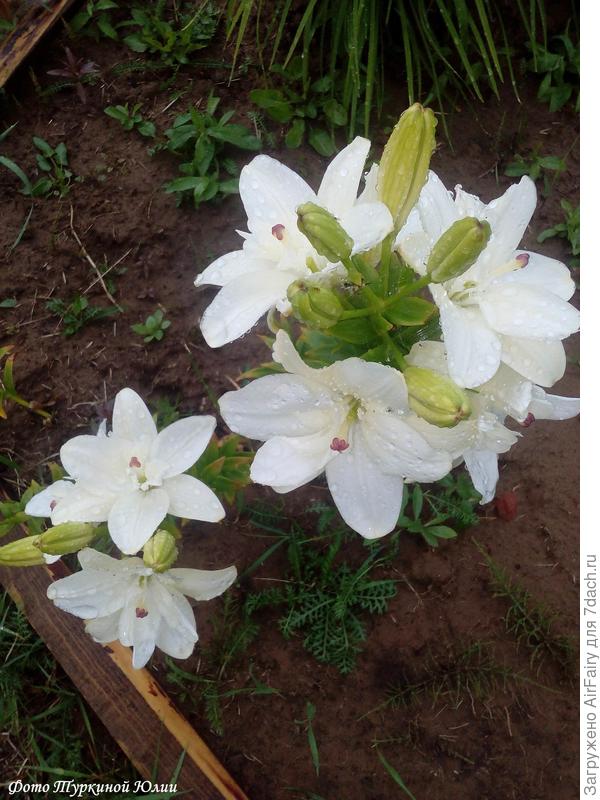 Анна Мария (под дождевой росой)