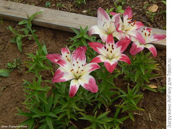 Лоллипоп, азиатский гибрид