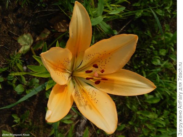 ЛА-гибрид "Итернел Флейм"