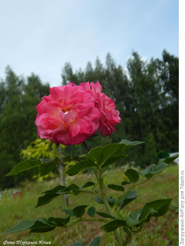 Кантри Герл