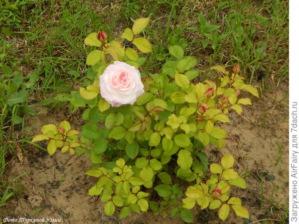 Эльян Жилле, француз, первый цветок