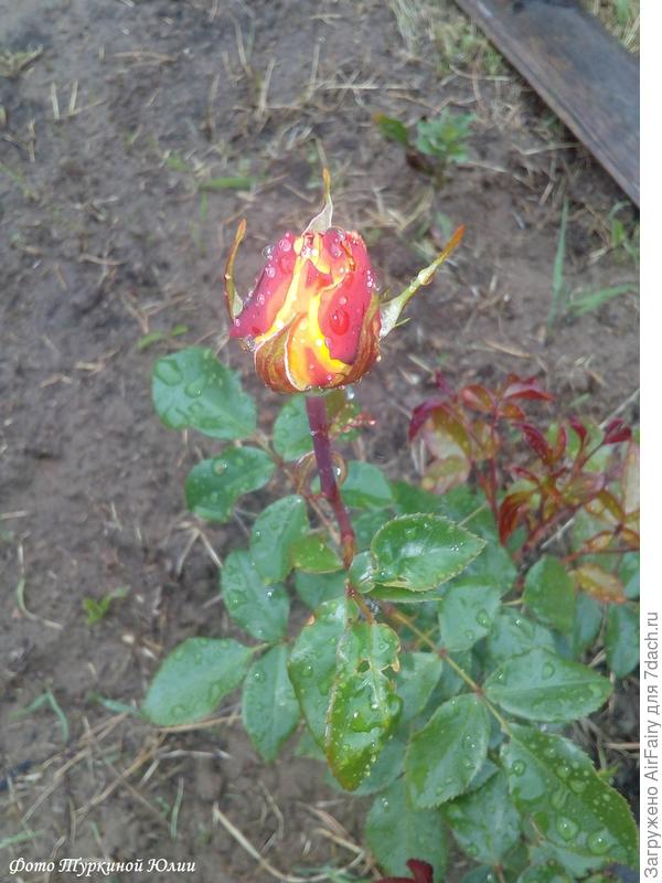 Джипси Карнивал, японец, первый бутон.