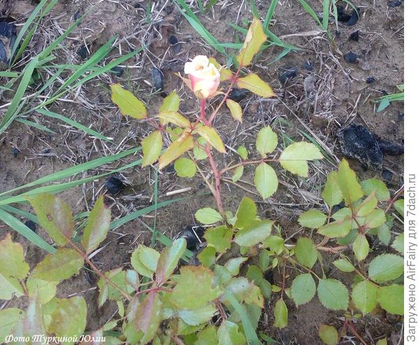 Мишель Серро, француженка, первый бутон