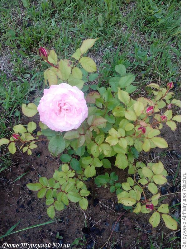 Эльян Жилле, после дождя приобретает характерную розоватую мраморность