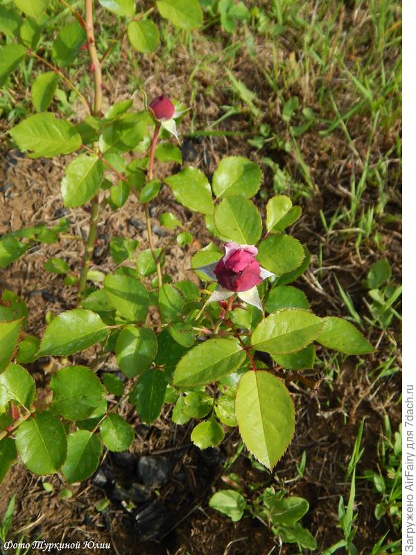 Дьюранс Ансьон, француз, первый бутон.