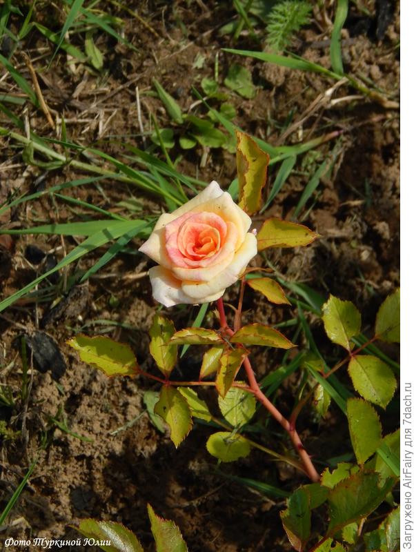 Мишель Серро