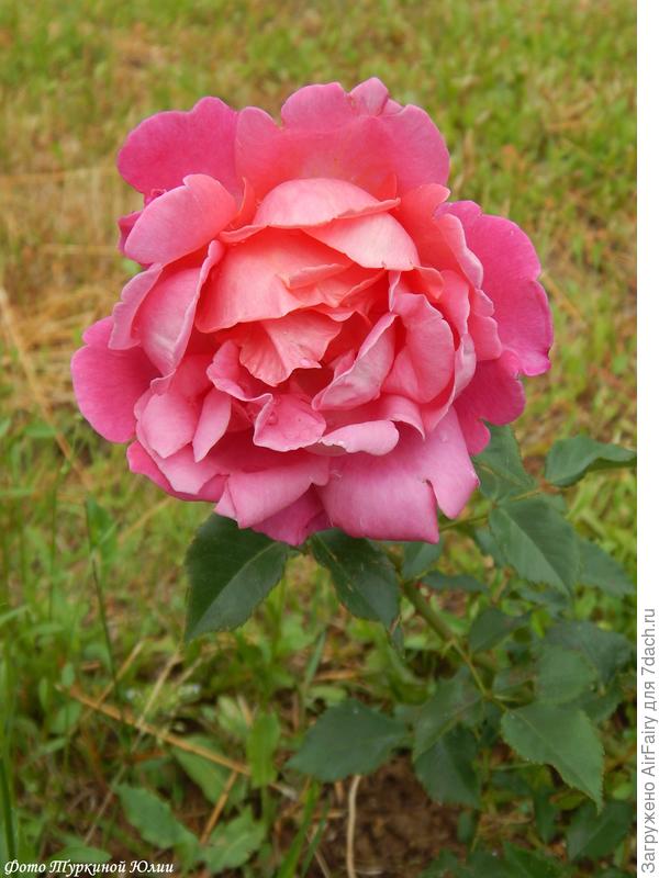 Одри Вилкокс, англичанка