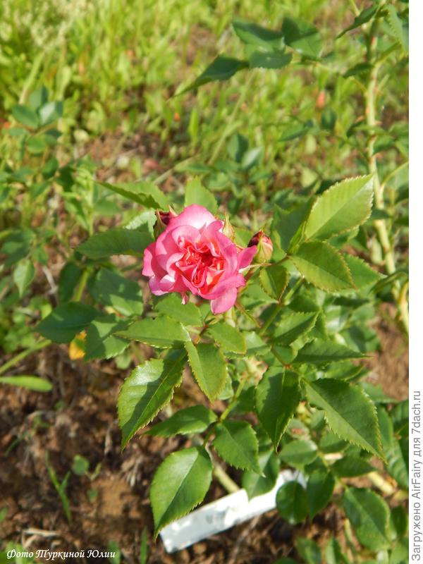 Кантри Герл, немка