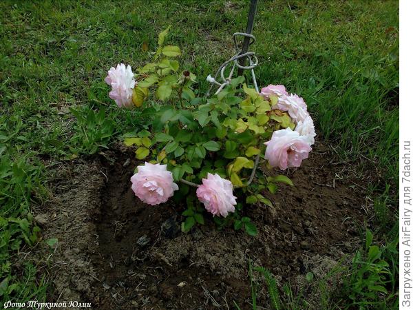 Эльян Жилле