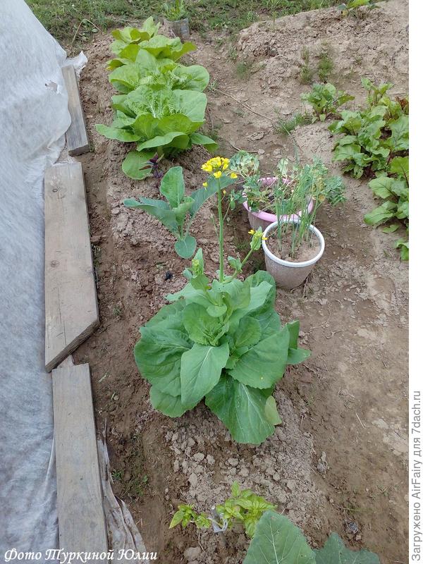 То ли капуста, то ли цветок! Но цвело изящно...