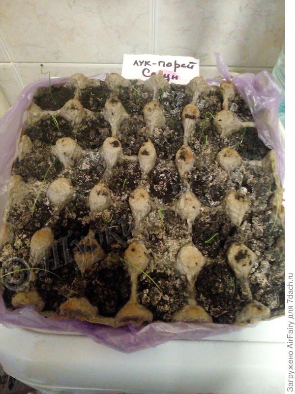 Грибковая неприятность, первый раз столкнулась.