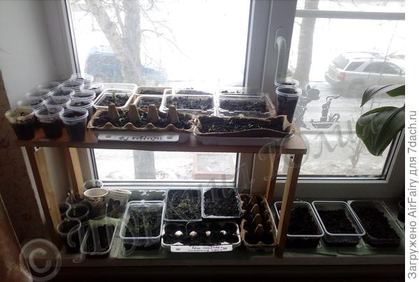 Первые росточки