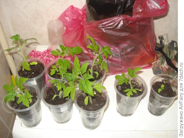 Подрастающие детки.