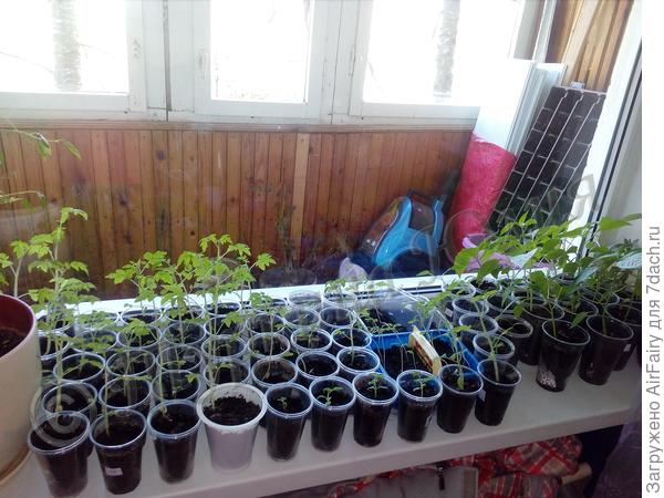 Рассада вместо закалки вновь ушла в дом.
