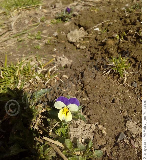 Виола корнута (второгодка).