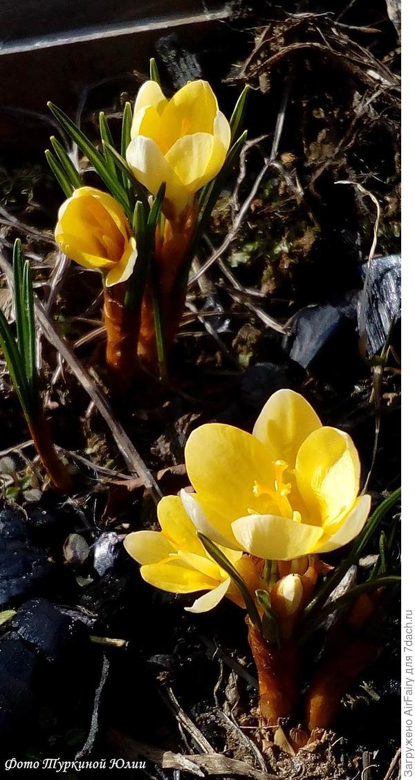 Крокусы Romance (3-ех летки)