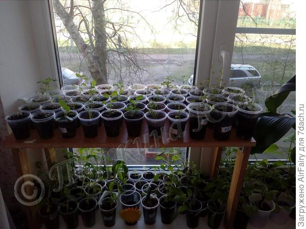 Рассада в предвкушении перед закалкой.